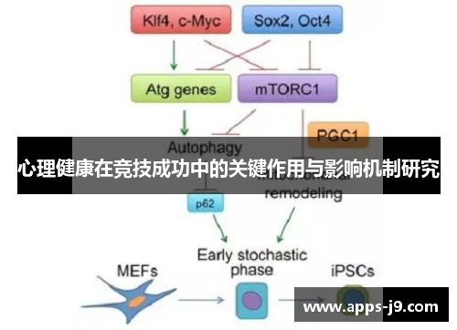 心理健康在竞技成功中的关键作用与影响机制研究